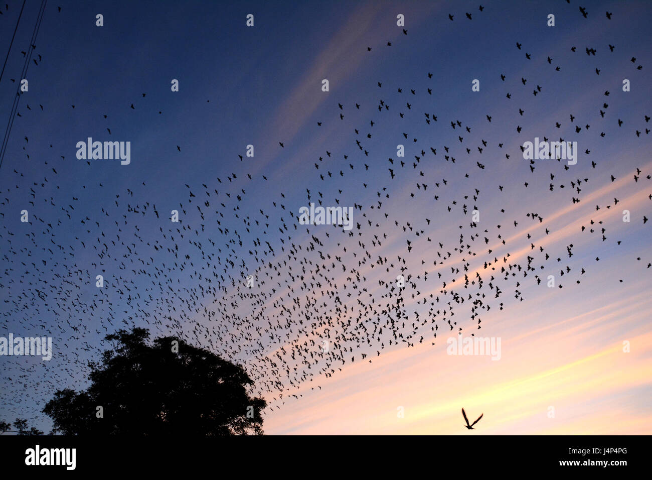 Uccelli di sera Foto Stock