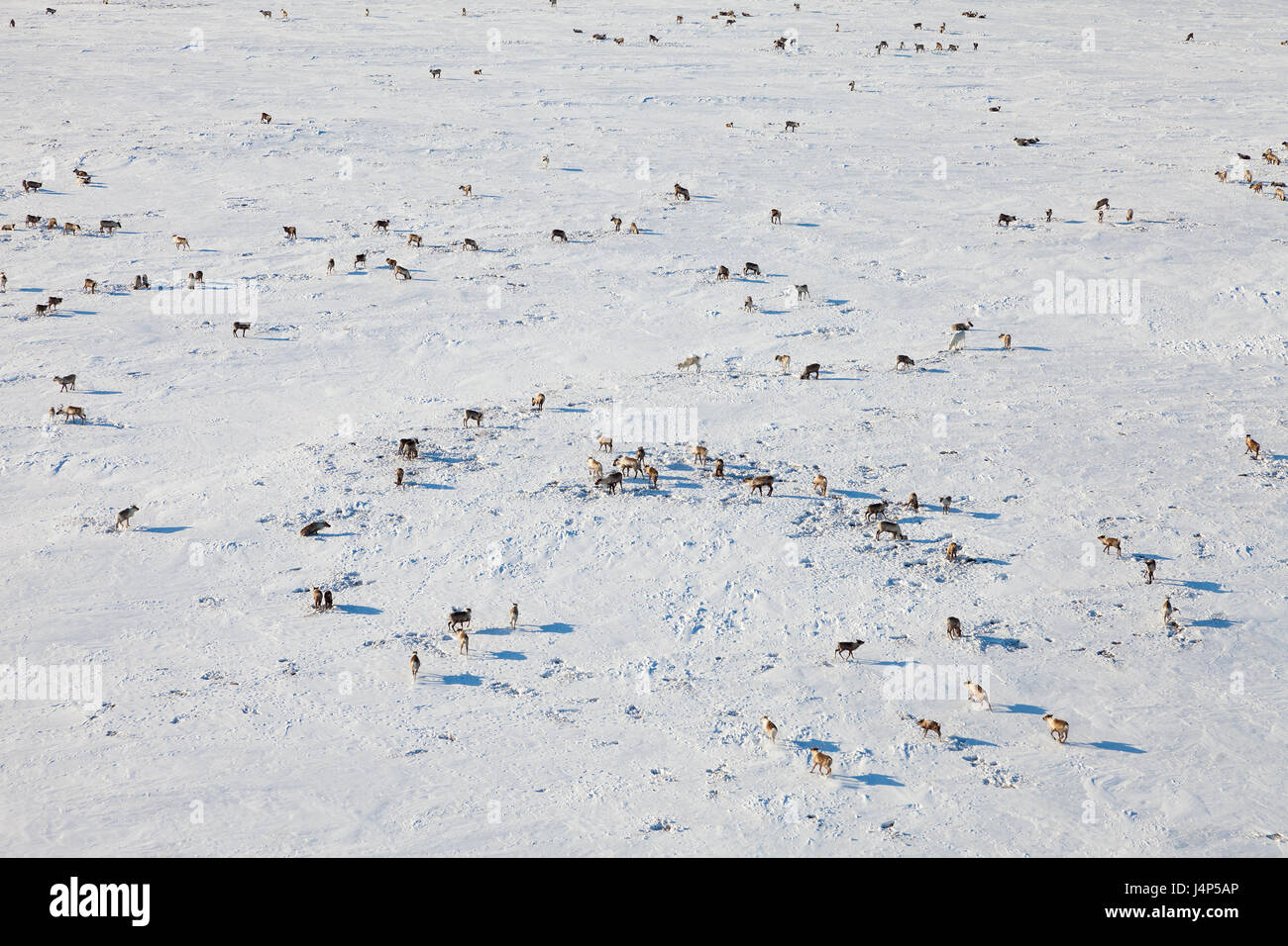 Cervi in inverno la tundra, vista da sopra Foto Stock