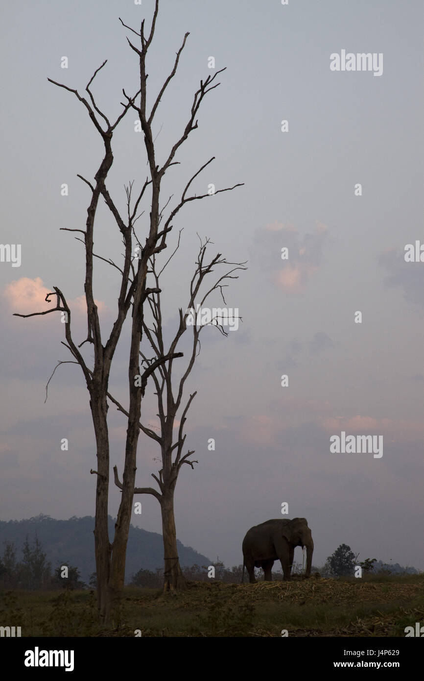 Thailandia, golden angolo superiore, Chiang può, elefante, crepuscolo, Foto Stock