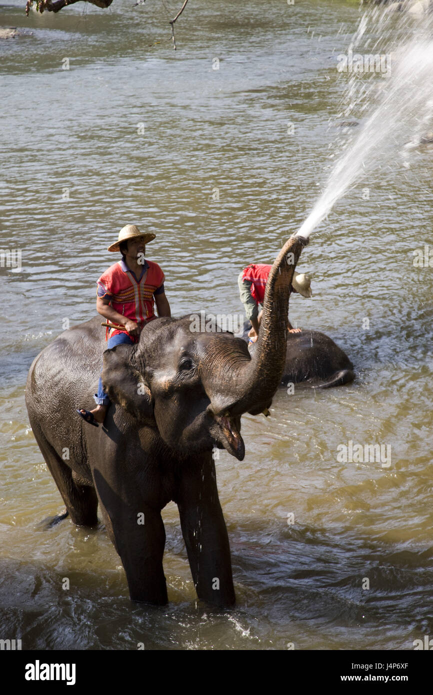 Thailandia Chiang possono, il Campo degli Elefanti Elefante bagno, Mahouts, Foto Stock