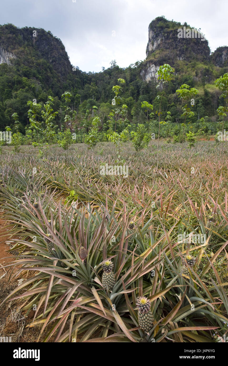 Thailandia, Phuket, Krabi, duplice vanga montagne, piantagione di Ananas, Foto Stock