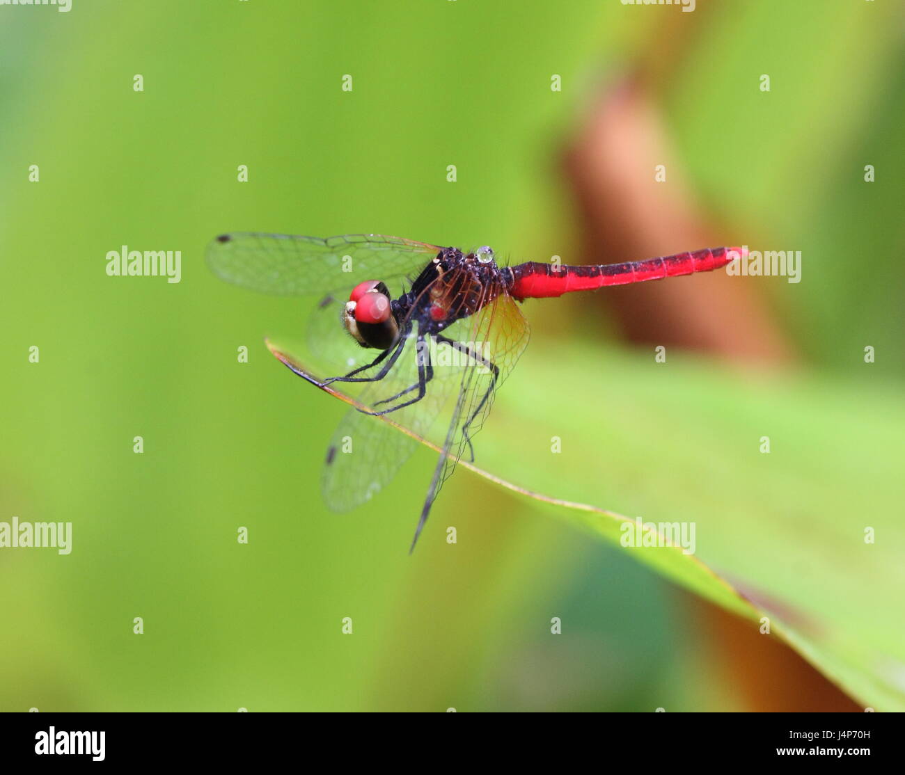 Scarlet pigmeo - dragonfly più piccolo al mondo Foto Stock