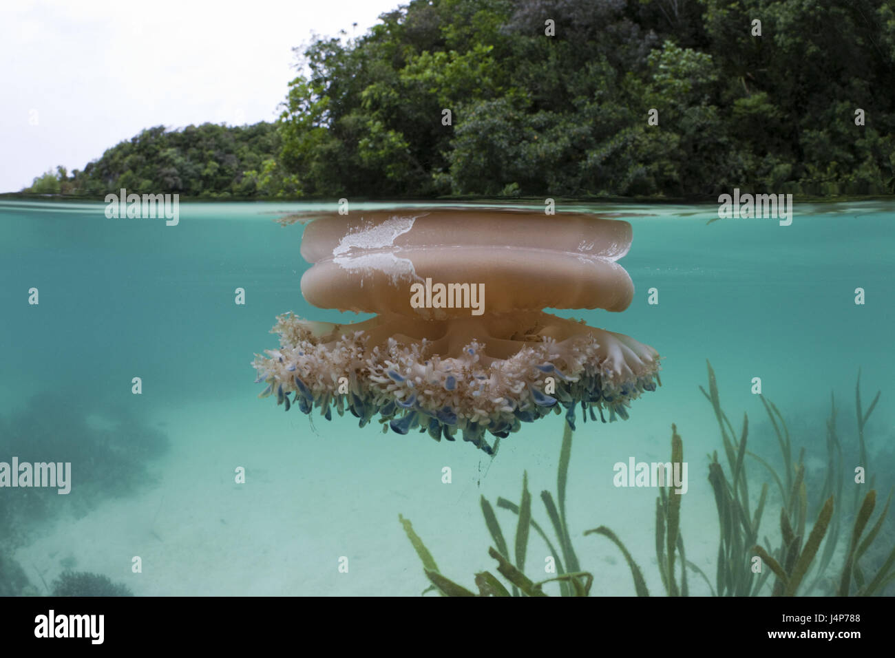 Registrazione subacquea, bocca di radice meduse, Rhizostoma octopus, acqua di superficie, Foto Stock