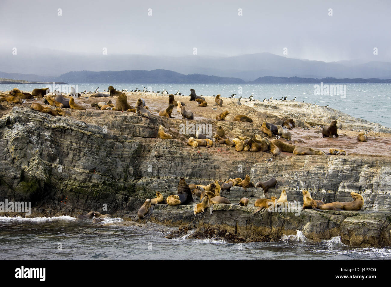 Argentina, Tierra del Fuego, Canale del Beagle, Isla de Lobos, Sea Lion's colonia, Foto Stock
