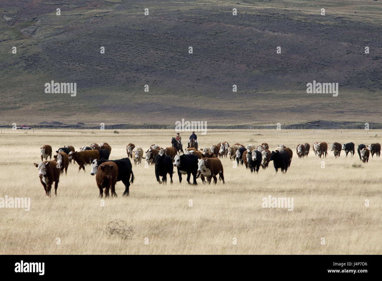 Il Cile, Patagonia, scenario, di mucca si concentra, Foto Stock