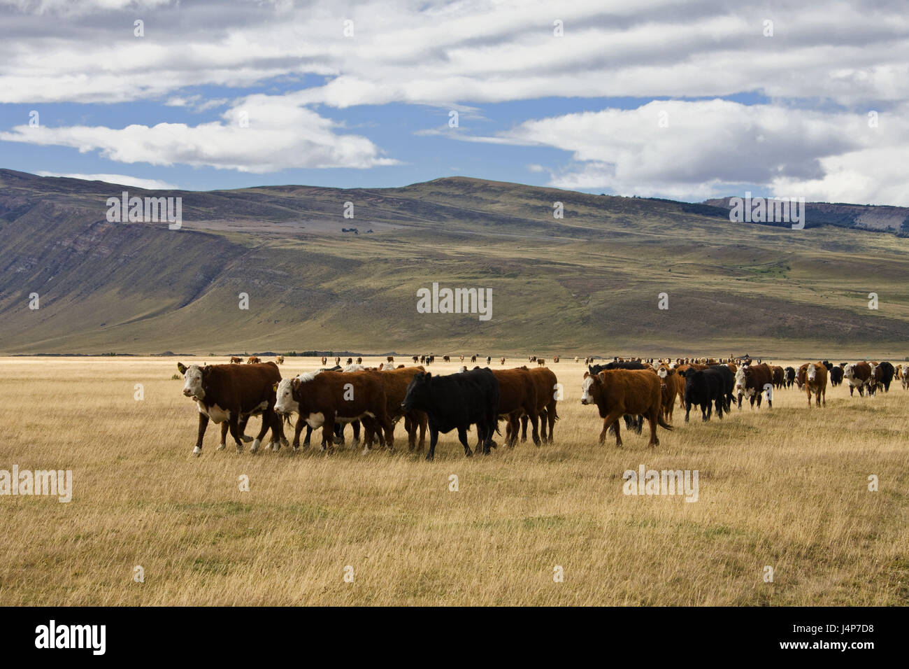 Il Cile, Patagonia, scenario, di mucca si concentra, Foto Stock