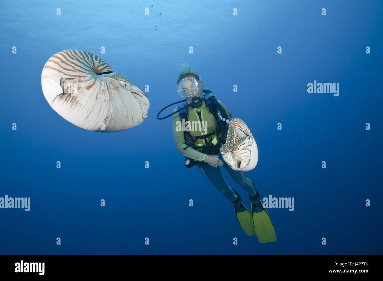 Registrazione subacquea, subacqueo, Nautilus Nautilus belauensis, Foto Stock