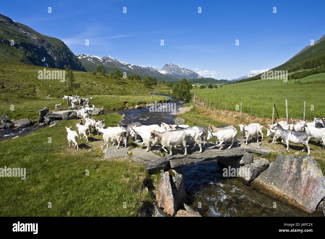 Norvegia, More og Romsdal, capra si concentra, Foto Stock
