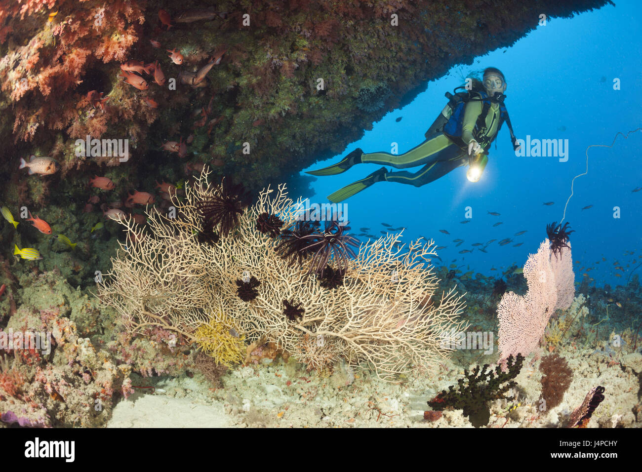 Sporgenza con Gorgonien e subacqueo, Maldive, Himendhoo Thila, nord atollo di Ari, Foto Stock