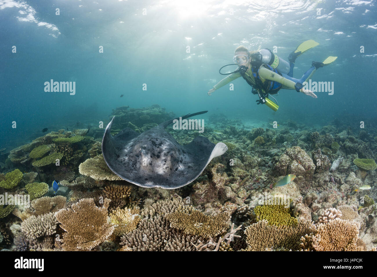Chiazza di colore nero sting rays e subacquei, Taeniura meyeni, Maldive, Ellaidhoo house reef, il nord atollo di Ari, Foto Stock