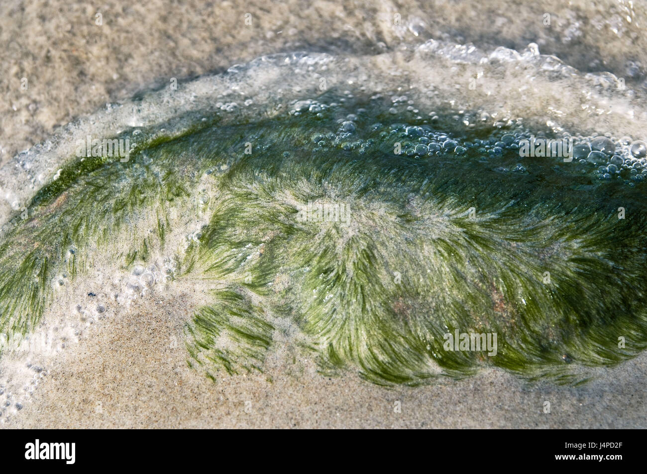 Spiaggia di sabbia, roccia e alghe, acqua, vicino, Foto Stock