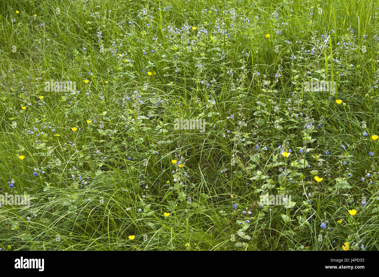 Flower meadow, estate, Foto Stock