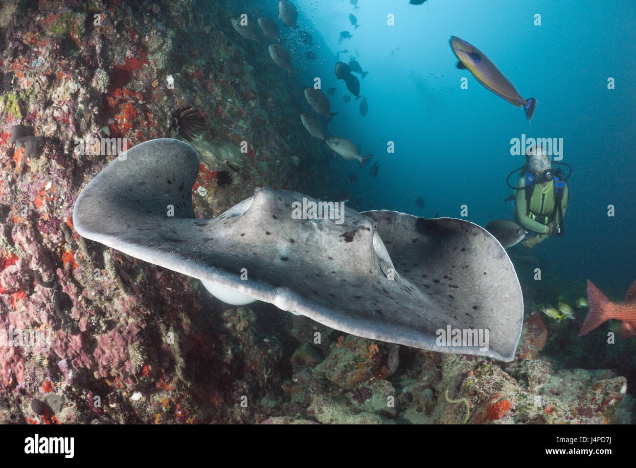 Subacqueo e black dot stingray, Taeniura meyeni, Maldive, Ellaidhoo house reef, il nord atollo di Ari, Foto Stock