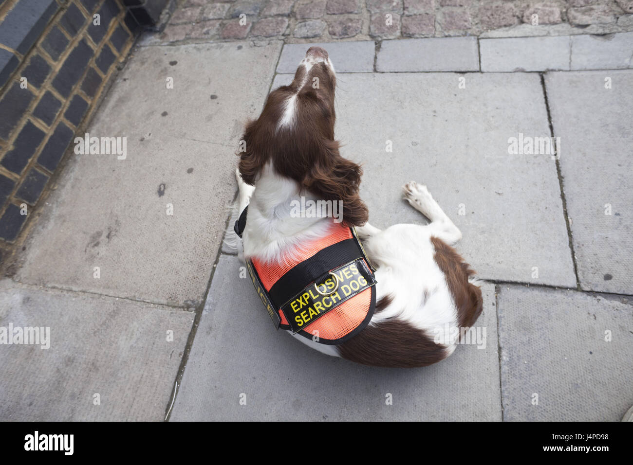 Gran Bretagna, Inghilterra, Londra, esplosivo cerca cane, Foto Stock