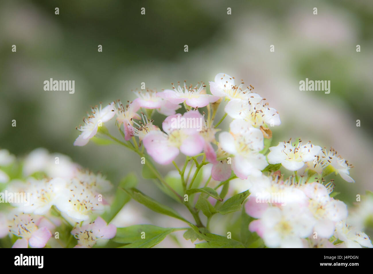 Fiore, dettaglio, fiori di colore rosa-bianco, Foto Stock