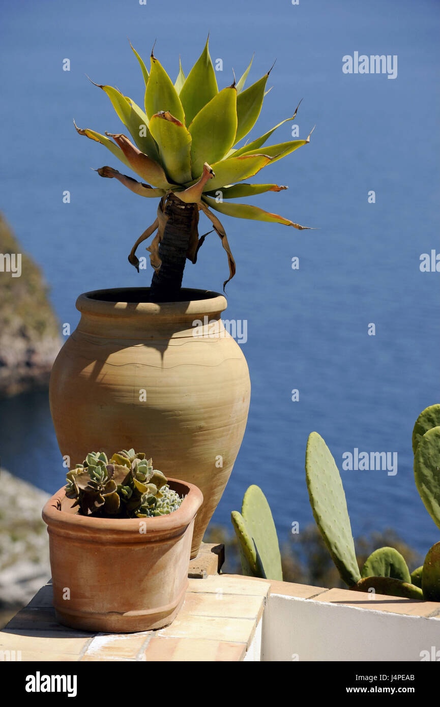 L'Italia, sicilia, cactus, palm, dettaglio Foto Stock