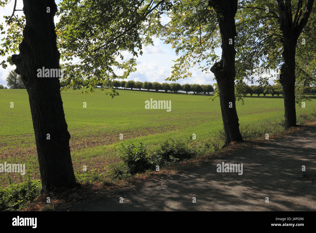 Germania, Klütz, angolo Klützer, castello Nordwestmecklen, Meclemburgo-Pomerania occidentale, albero serie, Foto Stock