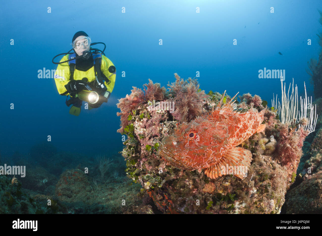 Grandi pesci scorpione, subacqueo, Scorpaena scrofa, Les Ferranelles, isole Medes, Costa Brava, il Mar Mediterraneo, Spagna, Foto Stock