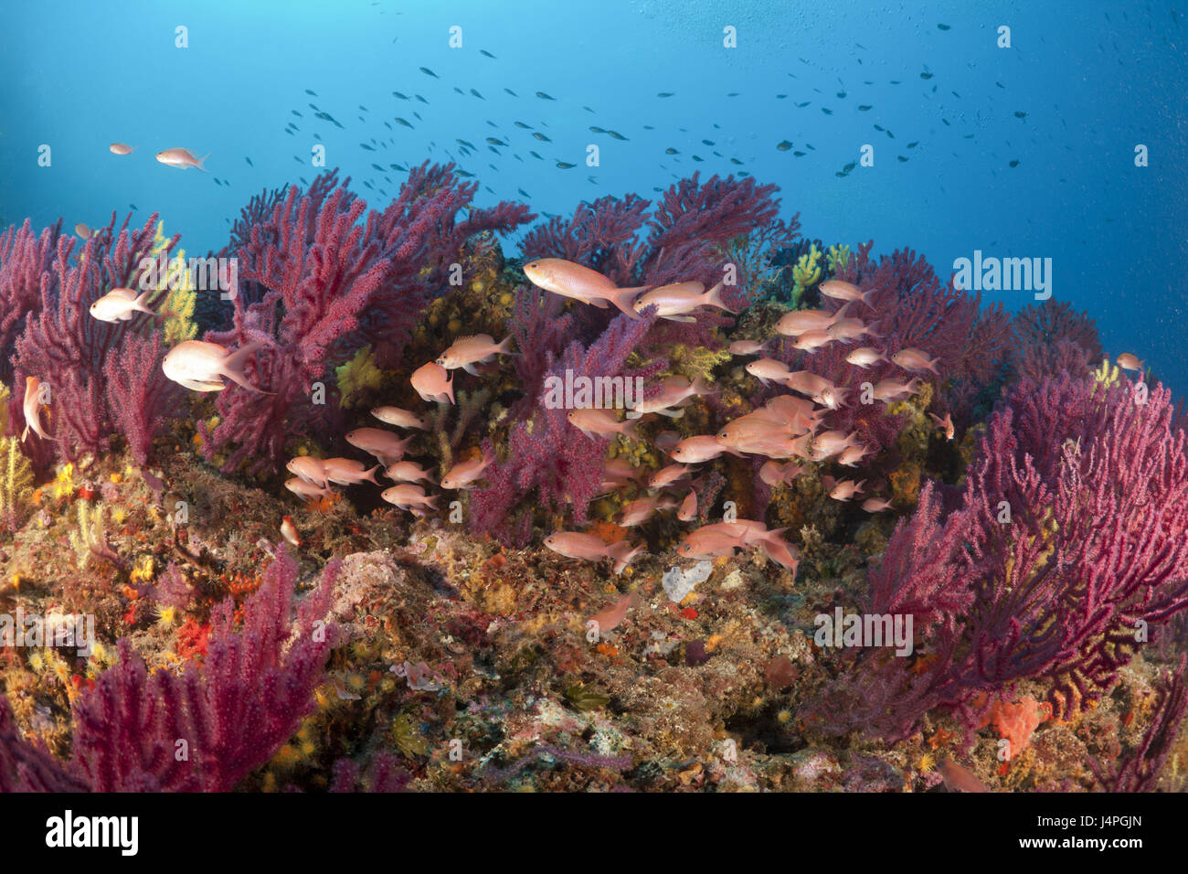 Coral reef, Gorgonien, bandiera posatoi, Paramuricea clavata, Anthias anthias, Carall Bernat, isole Medes, Costa Brava, il Mar Mediterraneo, Spagna, Foto Stock