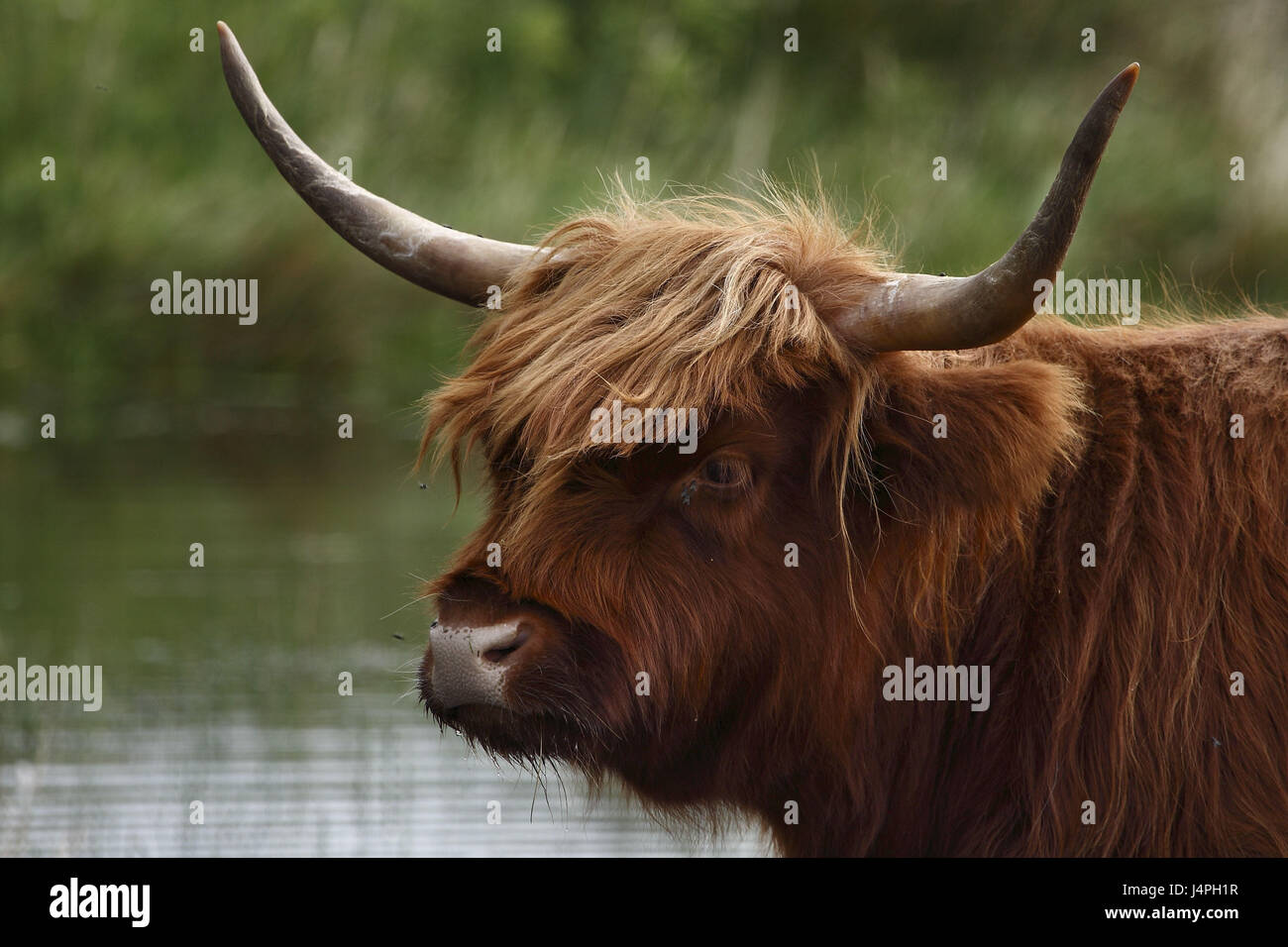 Highland scozzesi cortex, ritratto, battistrada, acqua piscina, Texel, isola, Paesi Bassi, Foto Stock