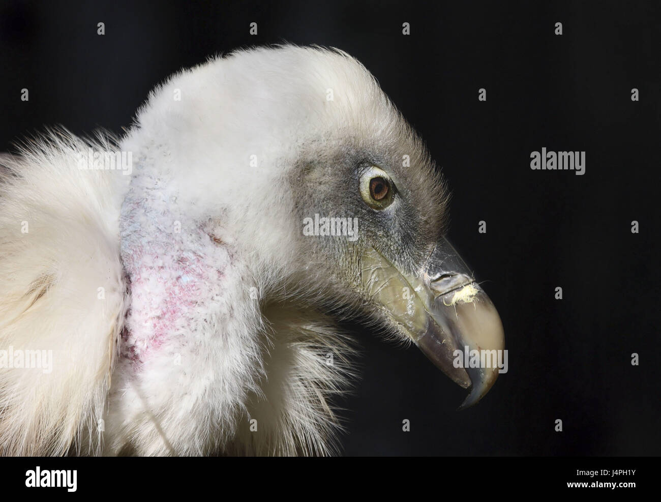 Oca avvoltoio, Gyps fulvus, ritratto, battistrada, pagina, visualizzare lo sfondo nero, rilasciato, Foto Stock