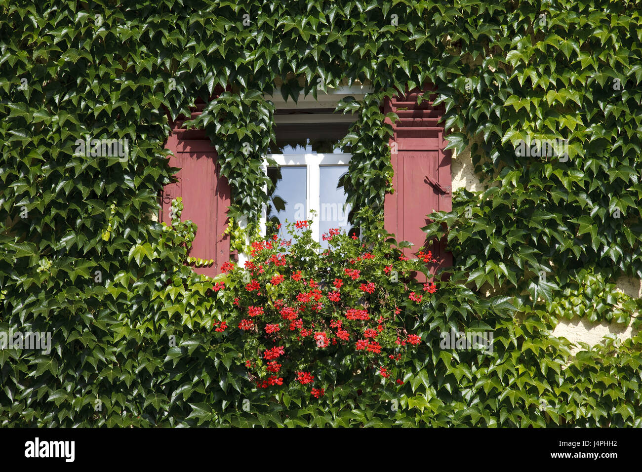 Germania, Kiedrich, casa di facciata, Rankpflanzen, dettaglio finestra, fiori, Foto Stock