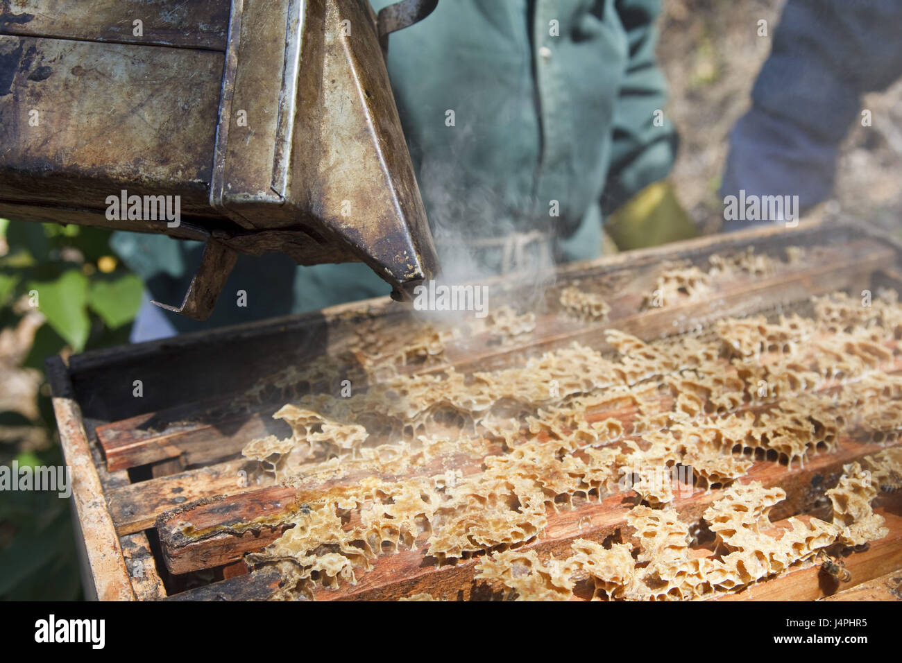 Guatemala, Jacaltenango, miele, produzione, Foto Stock