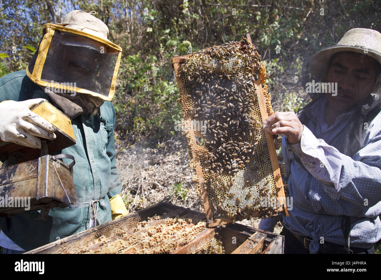 Guatemala, Jacaltenango, apicoltore, miele, produzione, Foto Stock