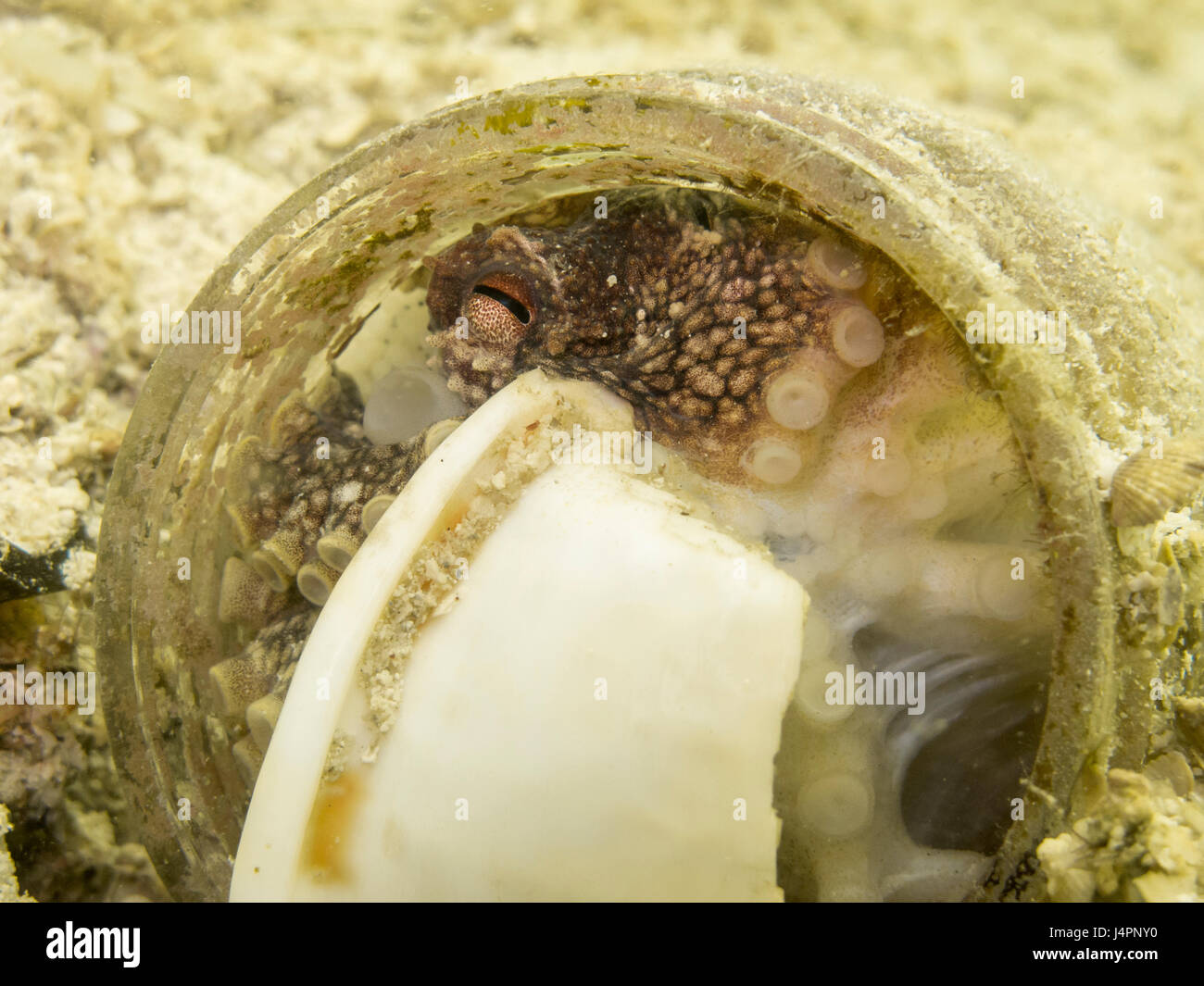 Il cocco octopus nascosto in una bottiglia di erba Foto Stock
