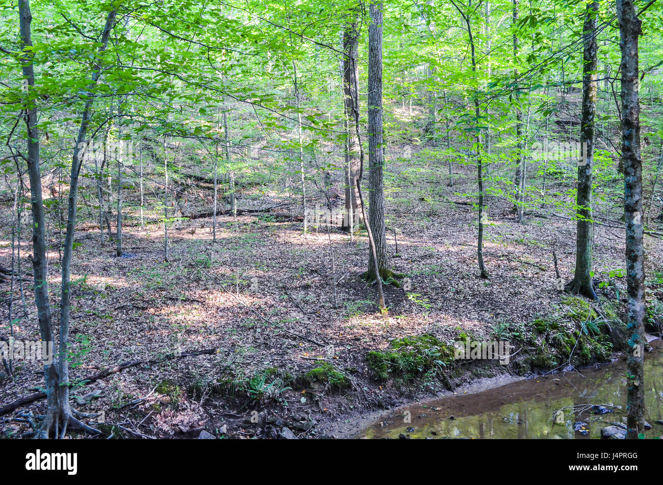 Foresta con fiume durante l'estate in Shenandoah Valley blue ridge appalchian montagne sull'escursione Foto Stock