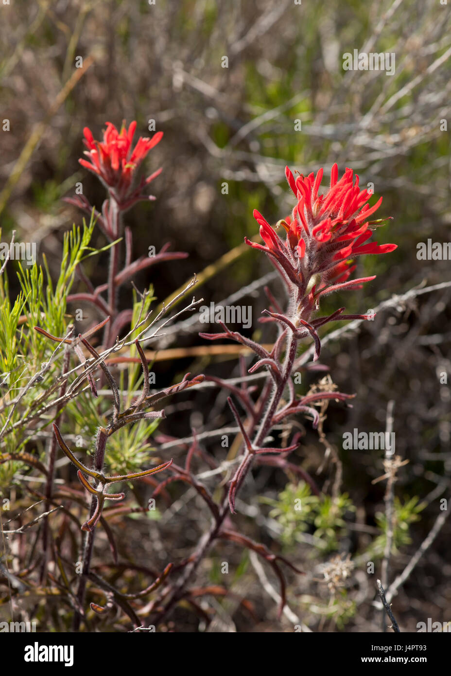 Probabilmente deserto il pennello (Castilleja chromosa), nel deserto di estrema western Colorado Foto Stock