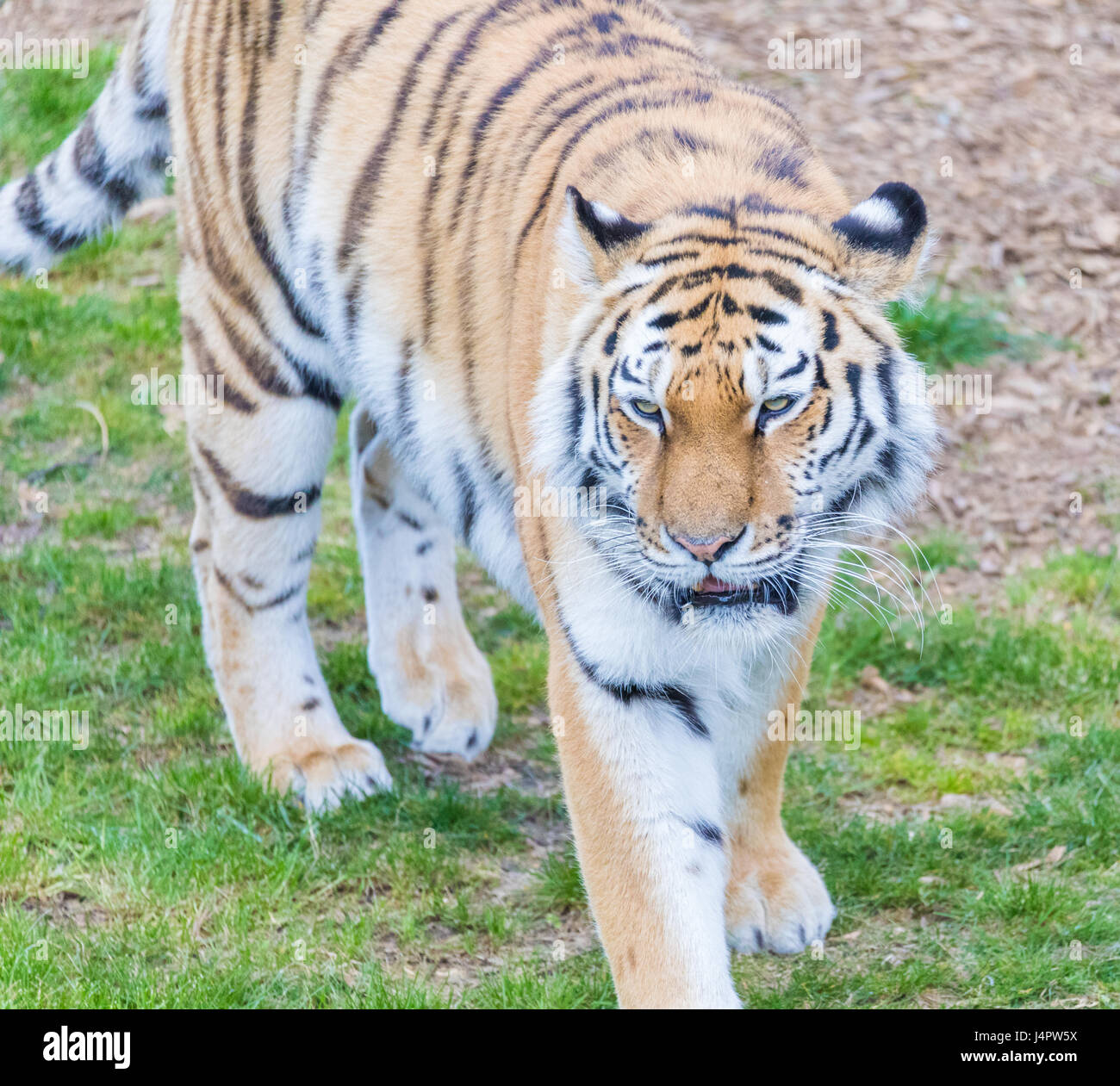 Tiger in prossimità della testa di immagine Foto Stock