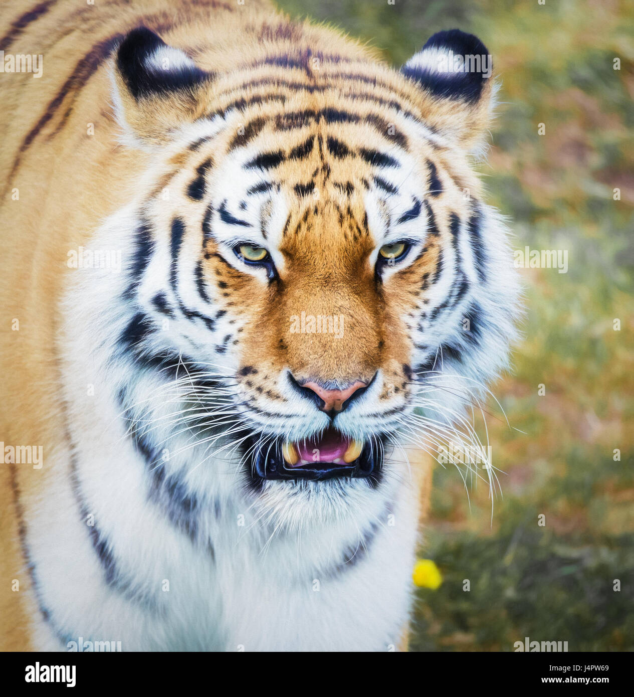 Tiger in prossimità della testa di immagine Foto Stock