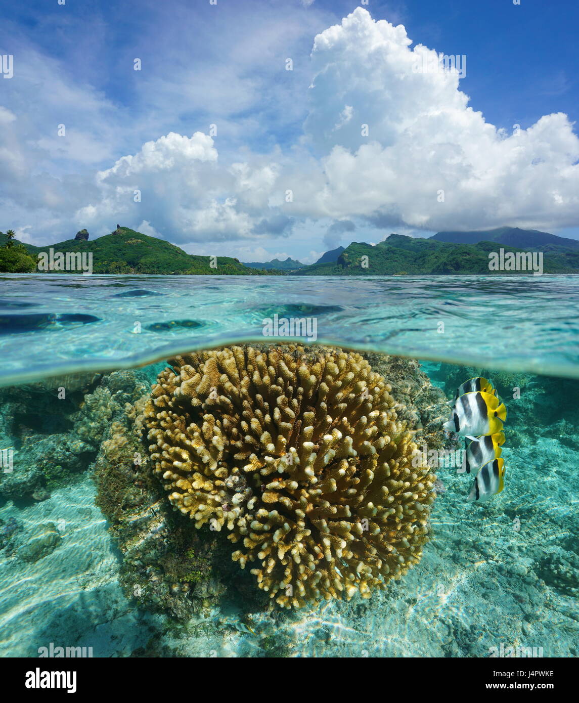 Al di sopra e al di sotto della superficie del mare in laguna di un isola del Pacifico con corallo e pesce tropicale subacquea, Huahine, oceano pacifico del sud, Polinesia Francese Foto Stock