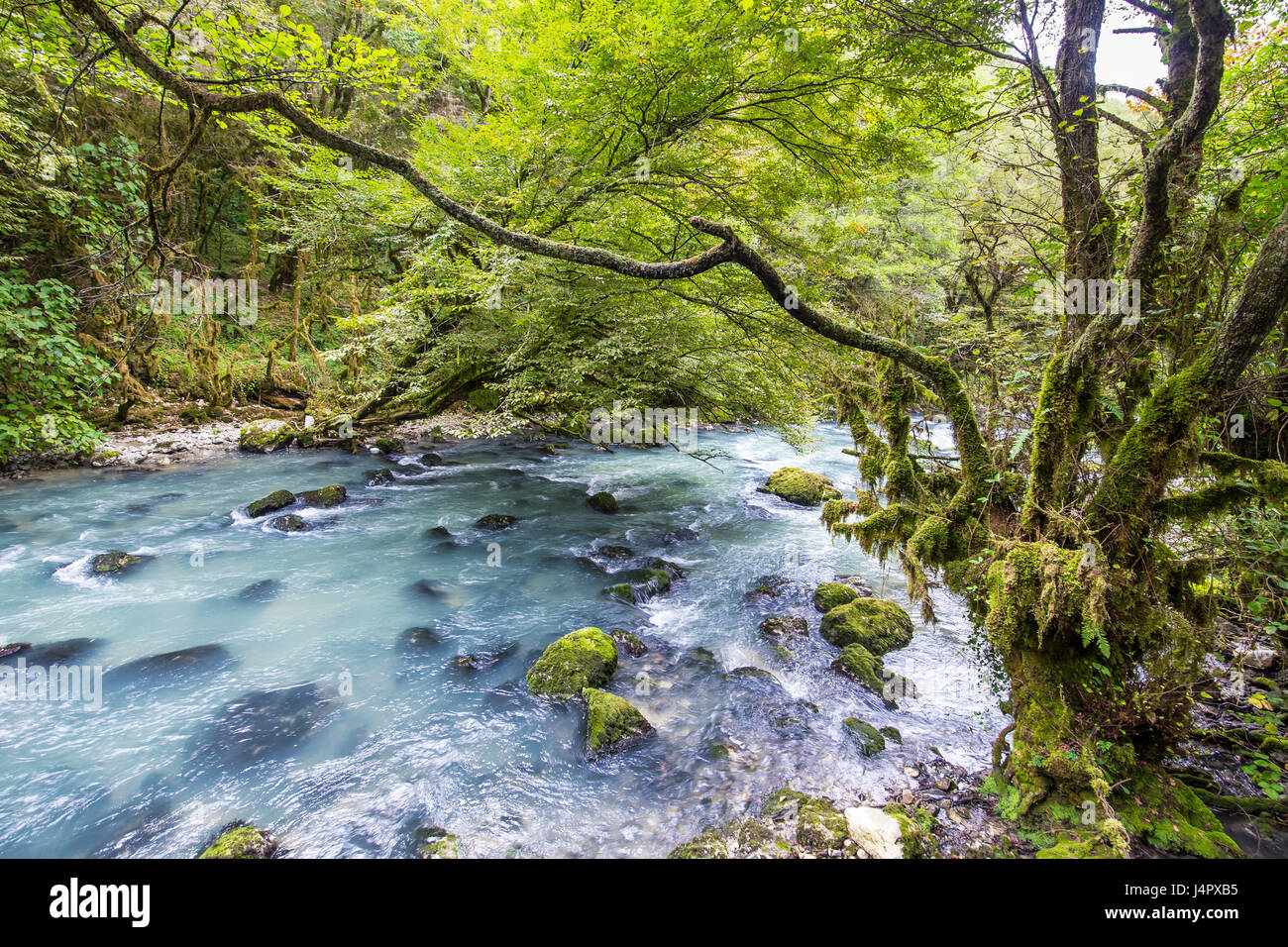 Bosco selvatico con il fiume di montagna e la struttura di legno di bosso Foto Stock