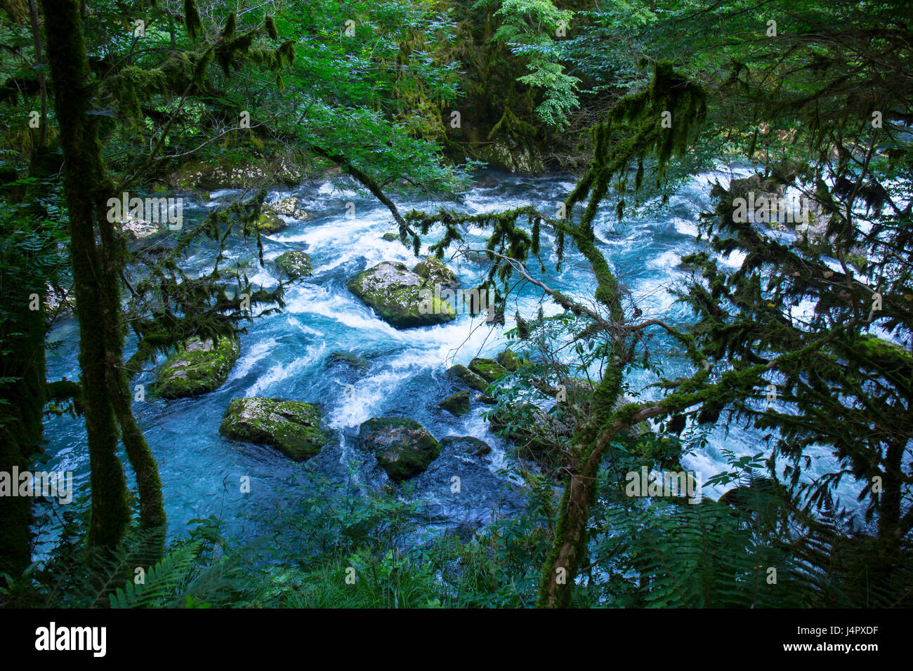 Bosco selvatico con il fiume di montagna e la struttura di legno di bosso Foto Stock