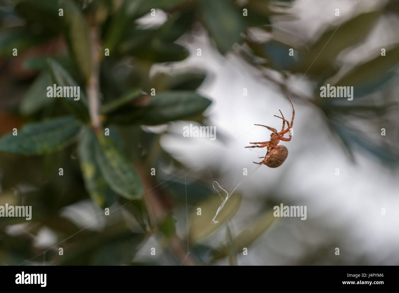 Spider lavorando sul web su un albero Foto Stock