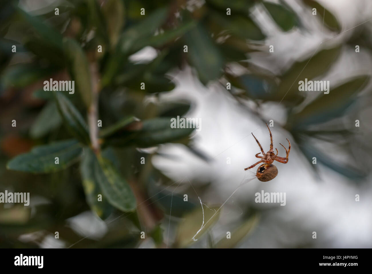 Spider Web sugli alberi con foglie in background Foto Stock