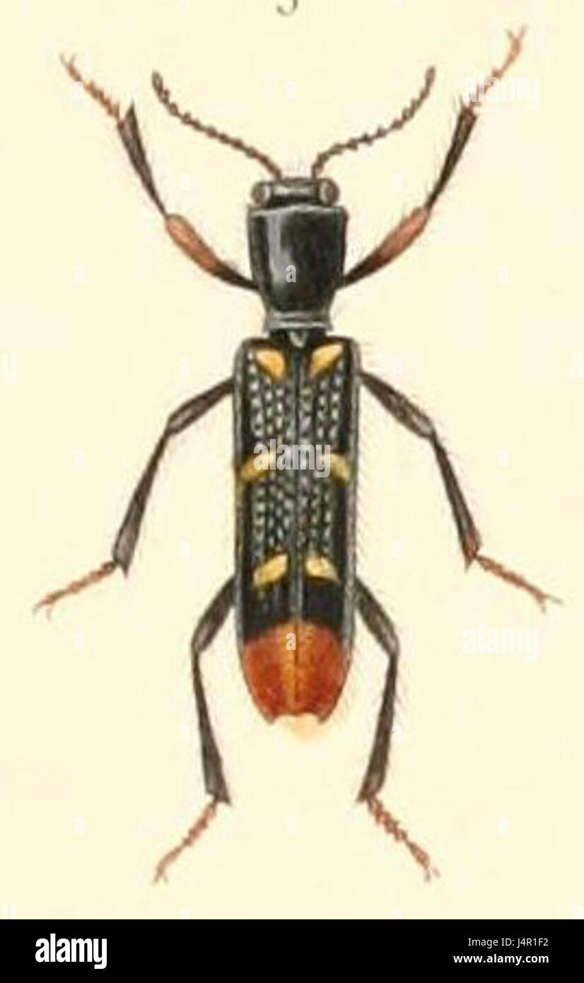 Tillus abdominalis è una specie di coleottero che si trova in varie regioni. Questa specie è nota per la sua forma corporea e la colorazione distintive, che sono caratteristiche chiave utilizzate nella sua identificazione e studio nell'entomologia. Foto Stock