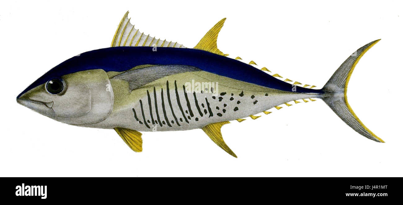 Il tonno alalalunga, comunemente noto come tonno bianco, è una specie di tonno che si trova nelle acque temperate e tropicali, spesso associata alla pesca commerciale e agli ecosistemi oceanici. Foto Stock
