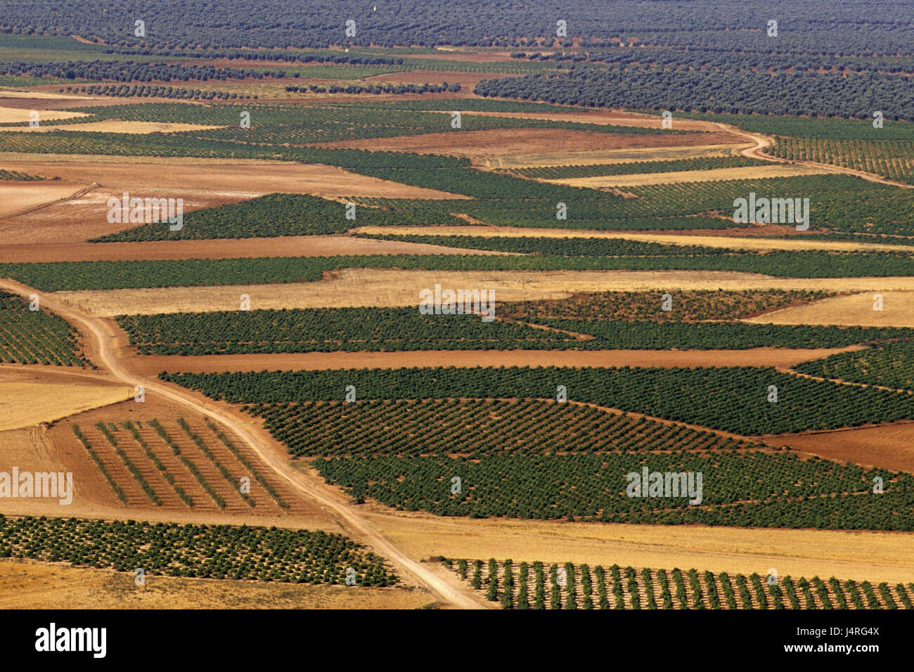 In Spagna, La Mancha, Consuegra, campi di vino, Foto Stock