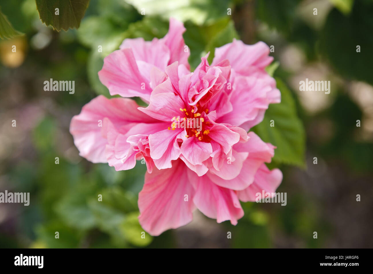 El Salvador, sbocciano i fiori di ibisco, Foto Stock