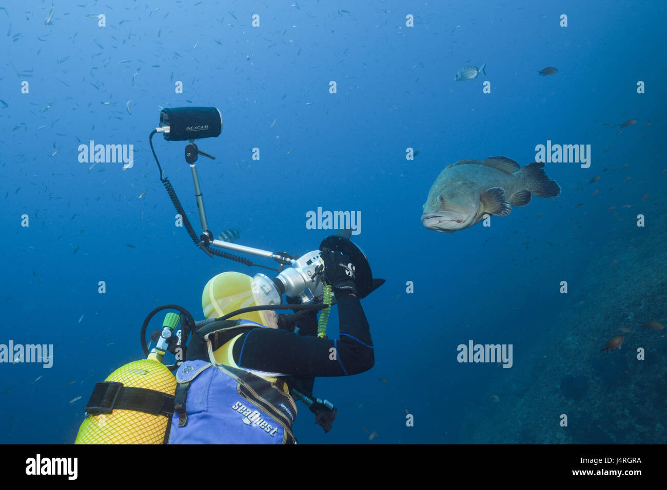 I subacquei, scattare foto, marrone jag persico, Epinephelus marginatus, Foto Stock