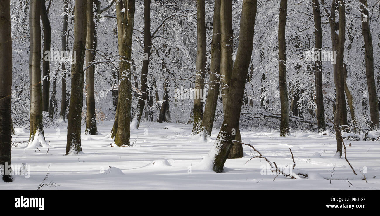 Legno, alberi, invernale, coperta di neve, neve caps, light tuning, bassa catena montuosa, Germania, Hunsrück, eredità di testa, Foto Stock