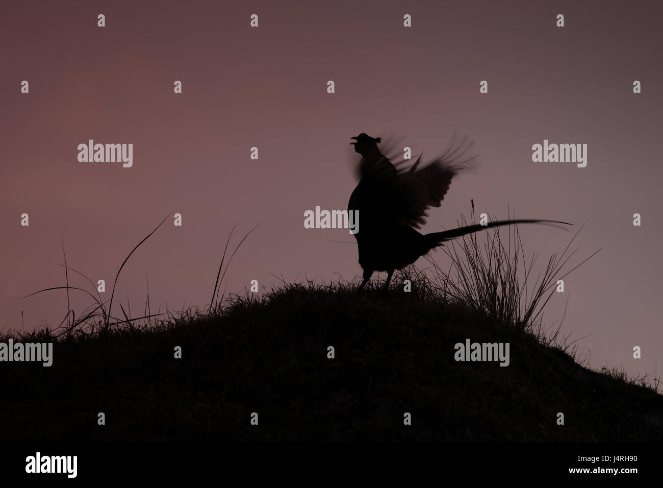 Fagiano, Phasianus colchicus, anteprima, corte, sbattimento di ali, motion blur, erba hill, silhouette, cielo di sera, contrasto Foto Stock