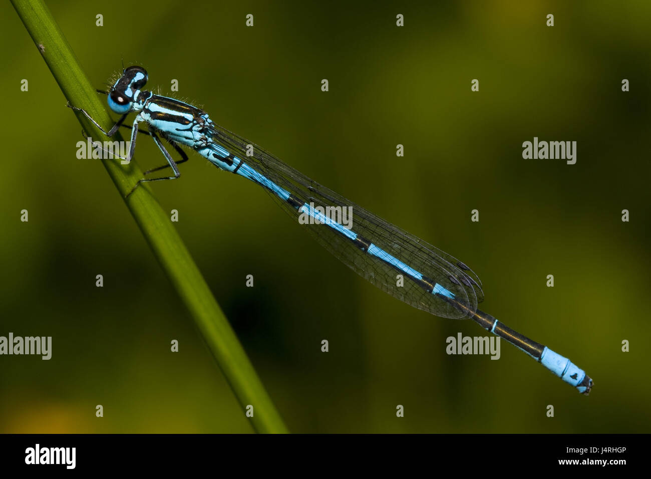 A ferro di cavallo spinster azure, dragonfly, Coenagrion puella insediato nella levetta, macro, sfondo, omogenea, verde Foto Stock