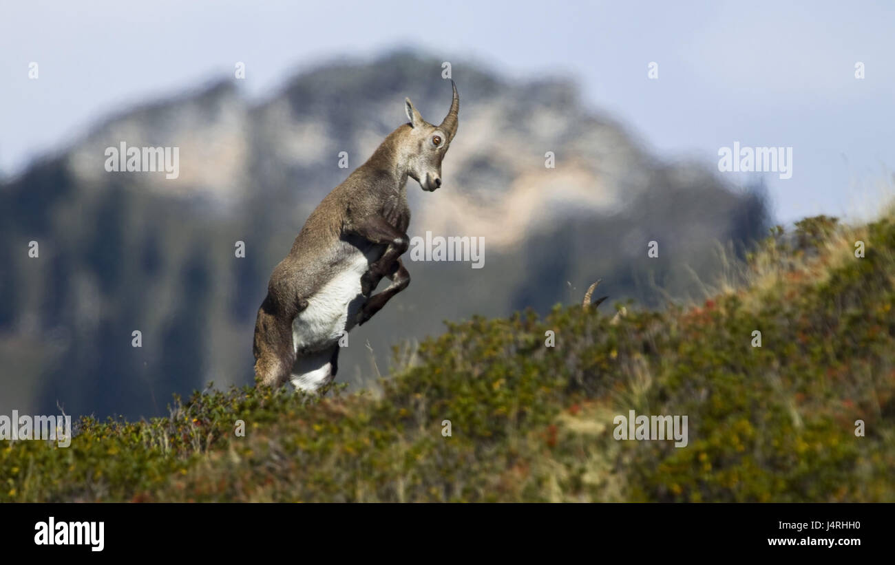 Alp Capricorno, Capra ibex, due, lotta, prateria alpina, sfondo, vaga, Foto Stock