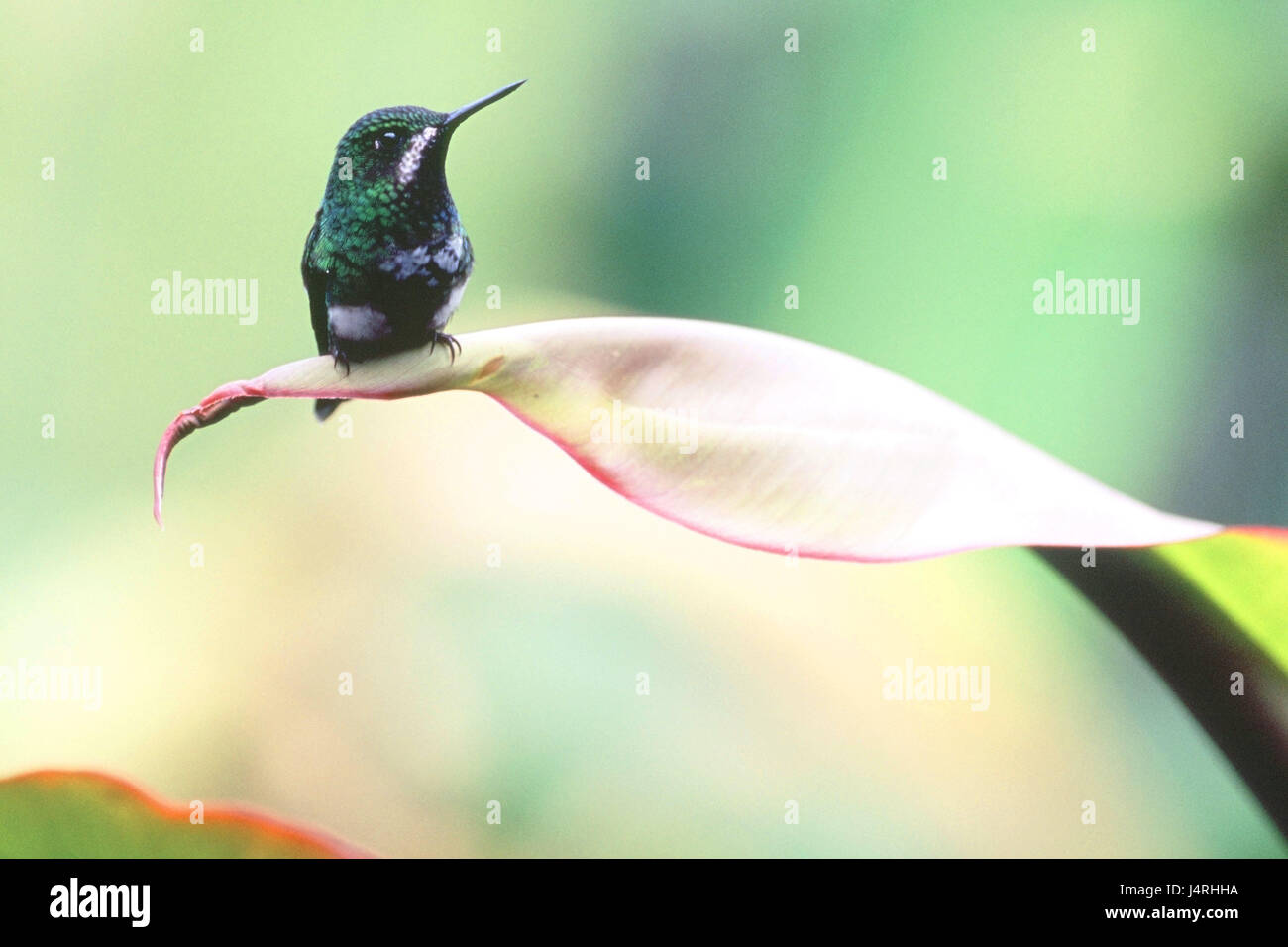 Discosura conversii, filo verde elf, Hummingbird, adulto, full-coltivati, femmine, la natura, la fauna animale, animale selvatico, bird, ave, Hummingbird, Trochilidae, vigile, vigilanza, colorate vivacemente, colorfully, graziosamente, look out attesa, a visualizzare, cercare, timido, luminosità, brillantemente, piumaggio, lungo becco, America, America Centrale, Costa Rica, Poa, foglie, siede, Foto Stock