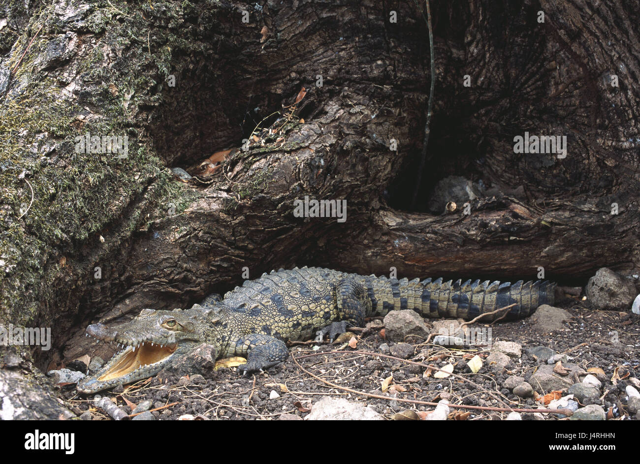 Spike coccodrillo, coccodrillo americano, Crocodylus acutus, la natura, la fauna animale, animale selvatico, rettile, coccodrillo, real coccodrilli, Crocodylidae, camouflage, fatalmente, bilance, occhio, pericolo, pericolosamente, contatto visivo, ruote dentate, mangiare, orribile, sono mangiati, bocca, armato lucertola, lucertola, appuntiti denti, il cono di denti, America, America Centrale, Costa Rica, La Cruz, Foto Stock