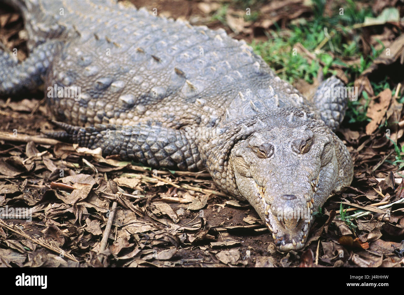 Spike coccodrillo, coccodrillo americano, Crocodylus acutus, adulti, adulti, la natura, la fauna animale, animale selvatico, rettile, coccodrillo, real coccodrilli, Crocodylidae, camouflage, fatalmente, bilance, occhio, pericolo, pericolosamente, contatto visivo, ruote dentate, mangiare, orribile, sono mangiati, bocca, armato lucertola, lucertola, appuntiti denti, il cono di denti, America, America Centrale, Costa Rica, La Cruz, Foto Stock